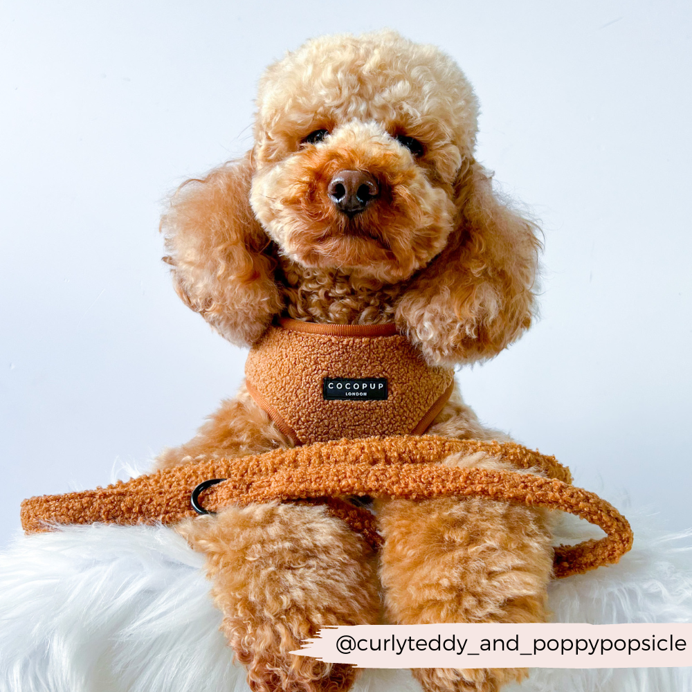 Puppy leash with durable swivel clip attached to collar