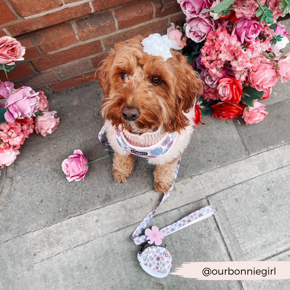 Stylish pastel Cocopup poop bag holder for dog walks
