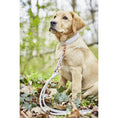 Load image into Gallery viewer, AMICI Dog Leash - Dog Lovers
