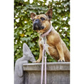 Load image into Gallery viewer, AMICI Dog Leash - Dog Lovers
