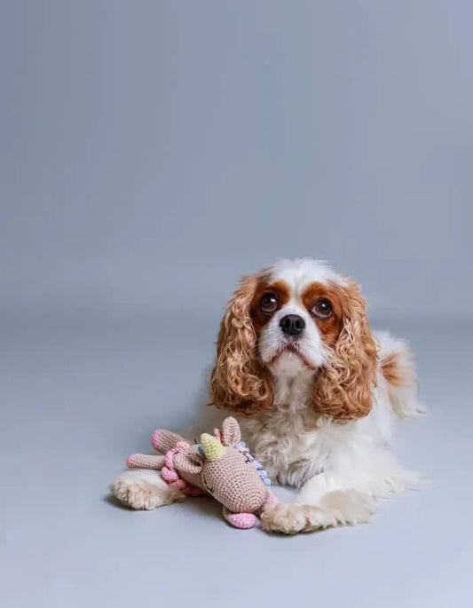 Organic cotton yarn dog toy for sensory play