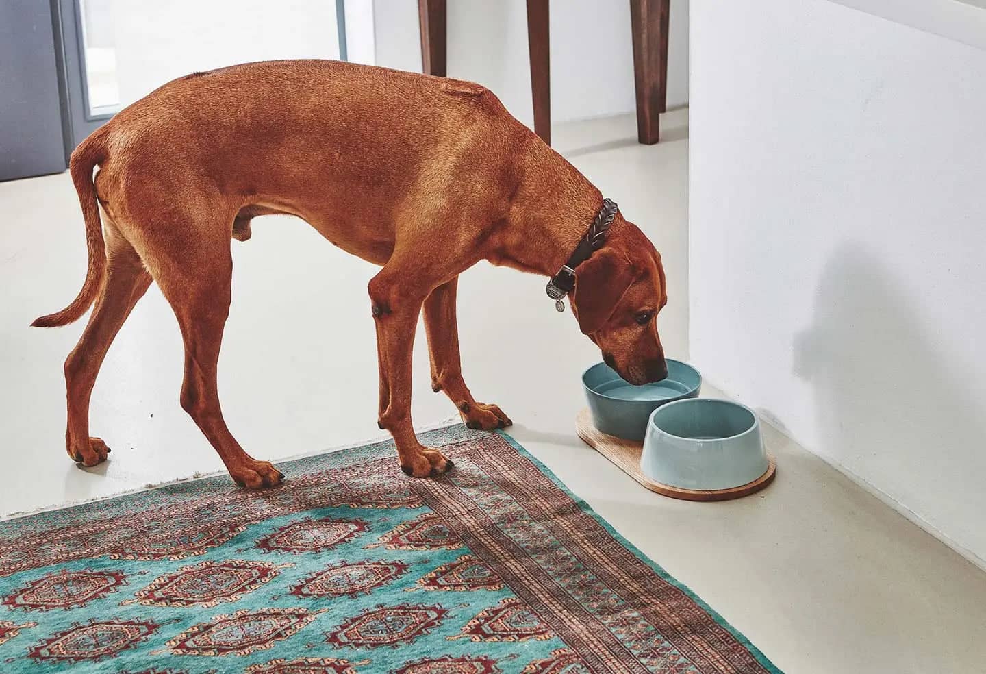 Dog feeder Set Doppio  - Premium Porcelain