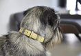 Load image into Gallery viewer, Elegant dog with high quality Torino collar
