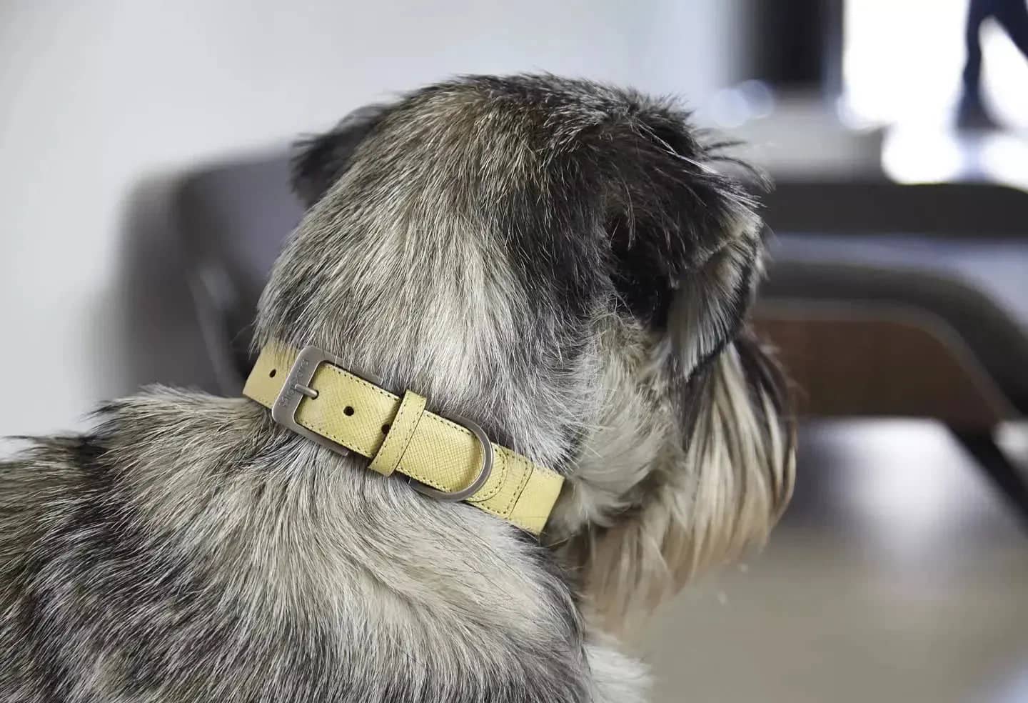 Elegant dog with high quality Torino collar