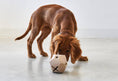 Load image into Gallery viewer, Interactive play with the Dado Dog Activity Toy
