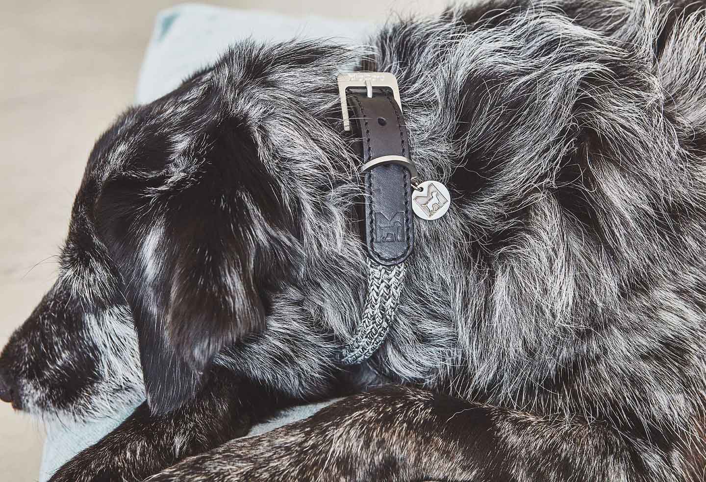 Eco-friendly designer dog collar packaging by MiaCara