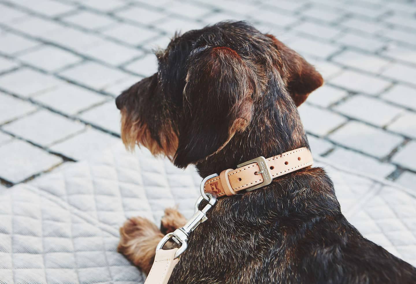 Bergamo Dog Collar Dog Collar Dog Lovers