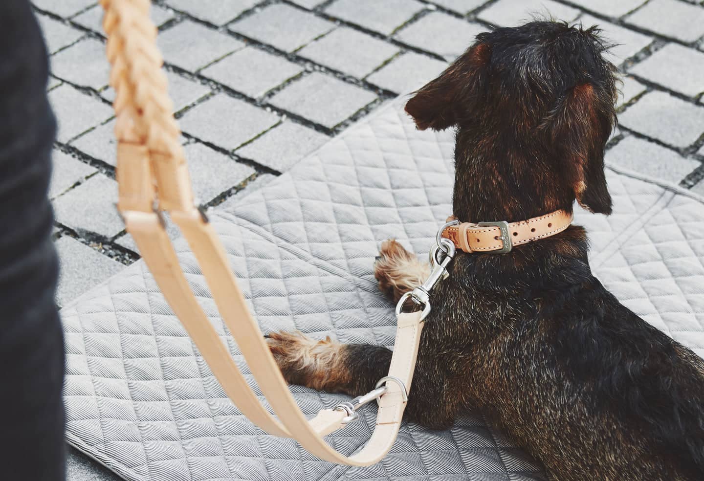 dog leash & harness