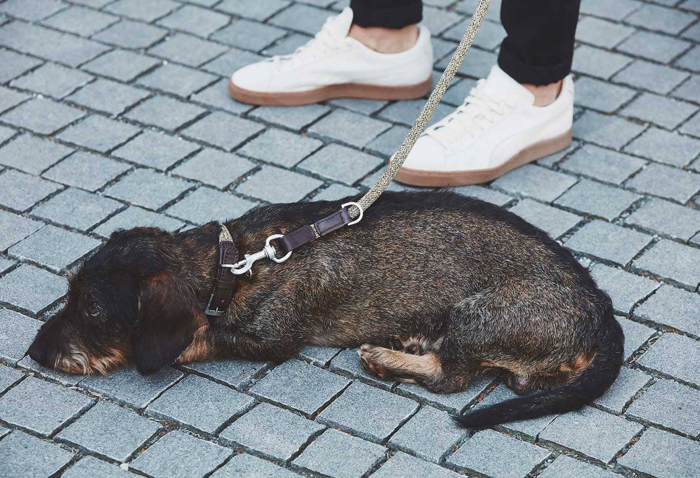 Stylish pet fashion with MiaCara's designer dog collars