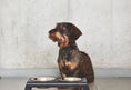 Load image into Gallery viewer, Bergamo Dog Collar Dog Collar Dog Lovers
