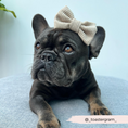 Load image into Gallery viewer, Fashion-forward Nude Cord Dog Bow Tie for the chic pup
