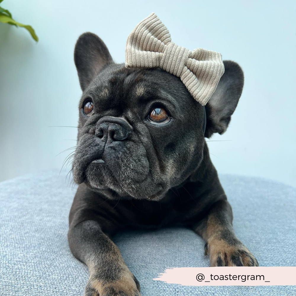 Fashion-forward Nude Cord Dog Bow Tie for the chic pup