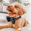 Load image into Gallery viewer, Chic Teddy Dog Collar with plastic buckle and D Ring
