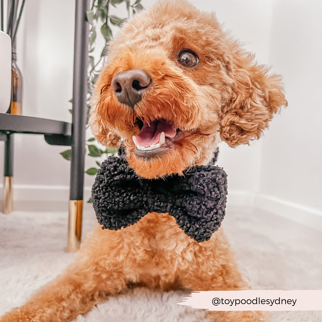 Lightweight and comfortable Black Dog Bow Tie for everyday wear