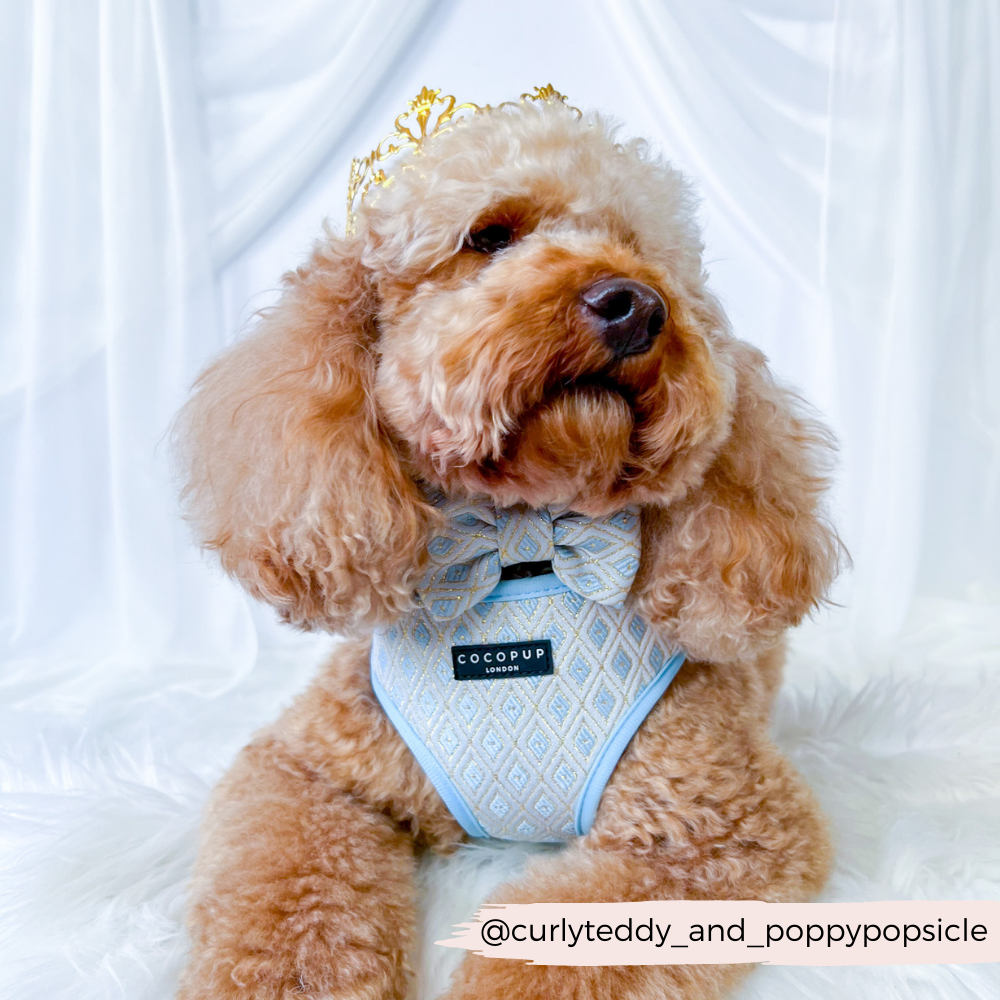 Regal Blue Glitter Luxe Dog Bow Tie with Embroidery