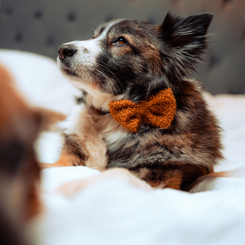 Chic Teddy Dog Bow Tie perfect for pet parties
