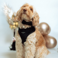 Load image into Gallery viewer, Adjustable black dog bow tie with velcro fastening for any collar or harness
