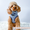 Load image into Gallery viewer, Chic Blue Dog Bow Tie for dogs of all sizes
