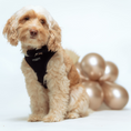 Load image into Gallery viewer, Dapper dog in black velvet bow tie, the height of canine fashion

