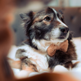 Load image into Gallery viewer, Elegant Teddy Dog Bow Tie for any occasion
