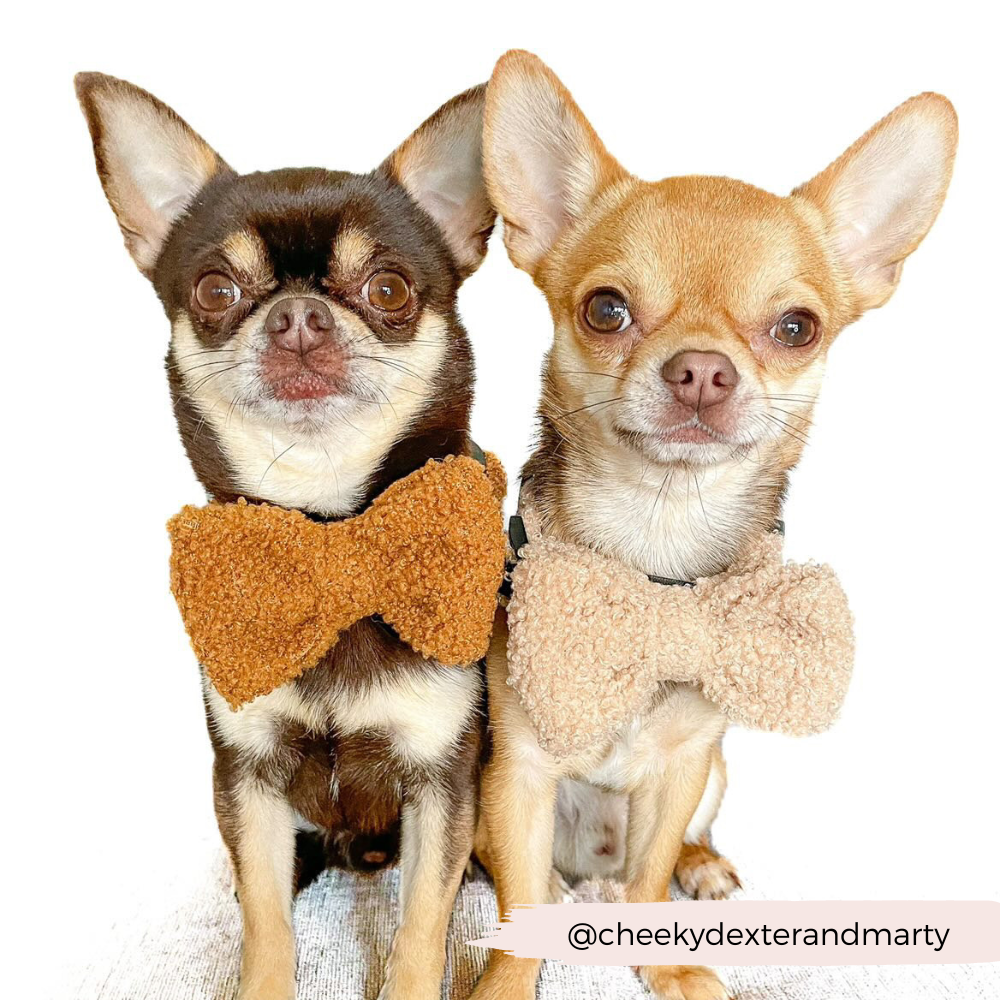 Glam up your pup with the Teddy Dog Bow Tie
