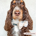 Load image into Gallery viewer, Perfect-sized Luxe Velvet Bow Tie for any dog
