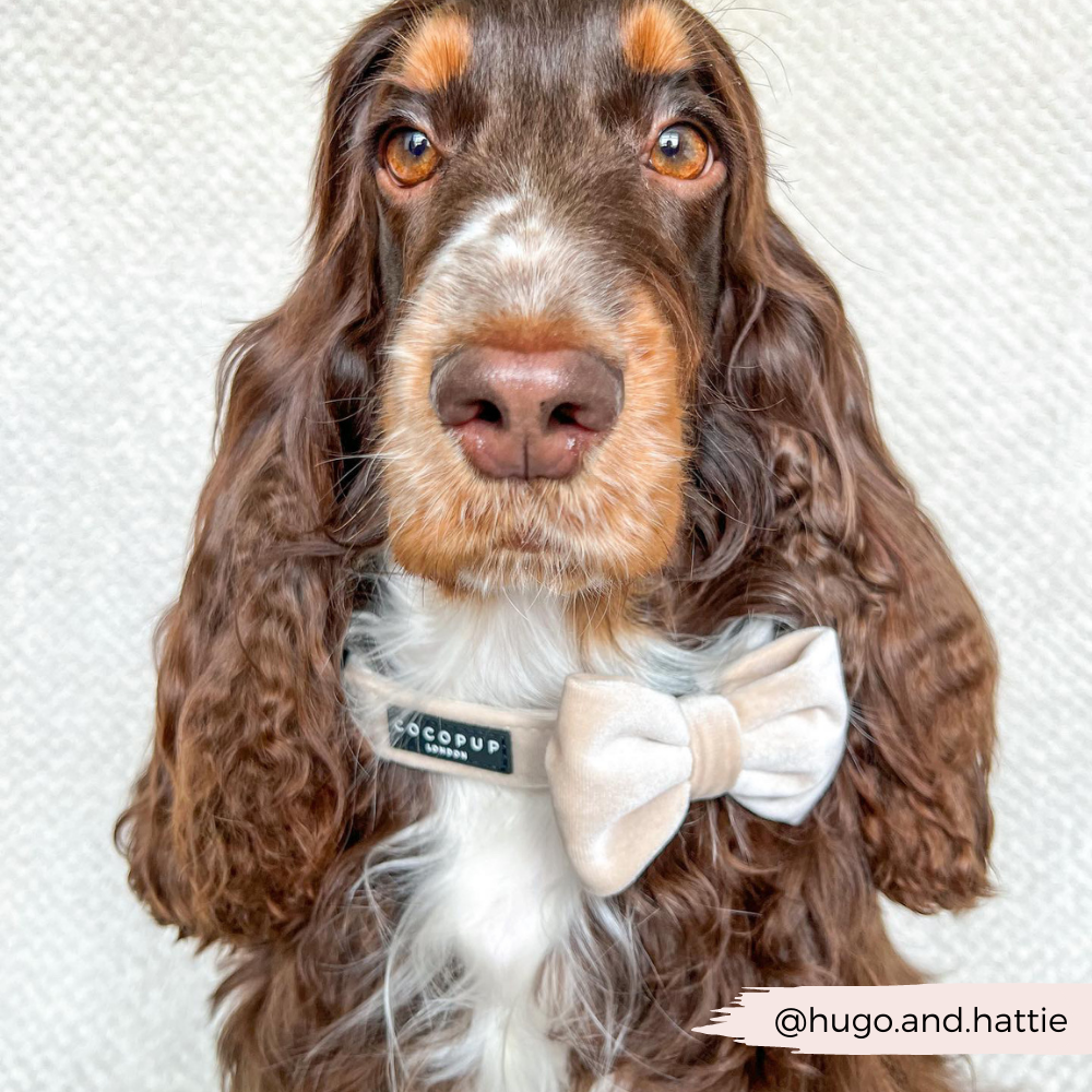Perfect-sized Luxe Velvet Bow Tie for any dog