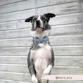 Load image into Gallery viewer, Teddy Daydream Dog Bow Tie: Style Your Pup
