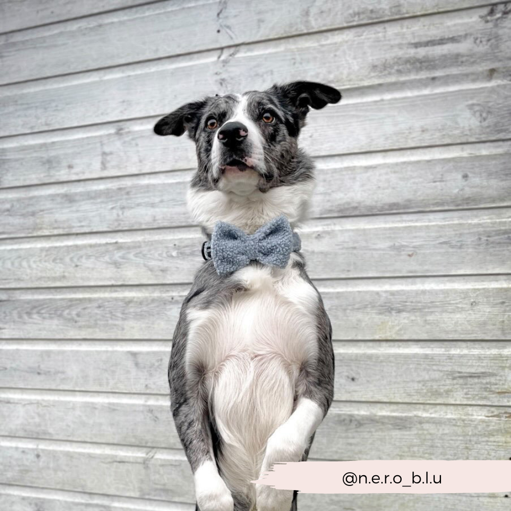 Teddy Daydream Dog Bow Tie: Style Your Pup