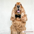 Load image into Gallery viewer, Black Dog Bow Ties: Luxe Velvet Noir for Stylish Pets
