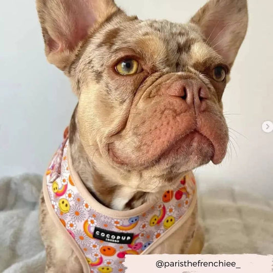 CocoPup Dog Harness in vibrant patterns for stylish pets