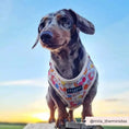 Load image into Gallery viewer, CocoPup Dog Harness with reflective safety features
