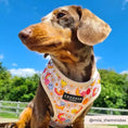 Load image into Gallery viewer, Easy-to-use CocoPup Dog Harness with side fastening
