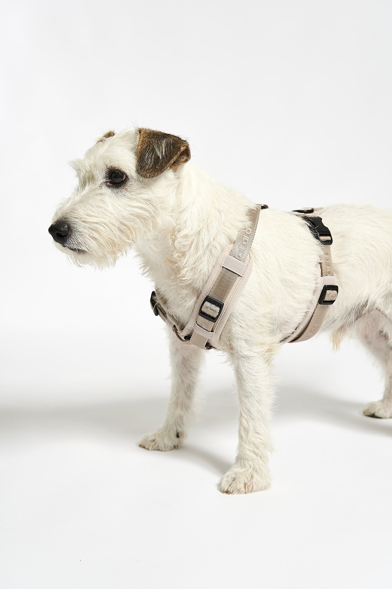  reduces strain on your dog's neck and back, promoting a healthier posture during walks