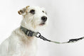 Load image into Gallery viewer, Adjustable premium dog collar for all breeds
