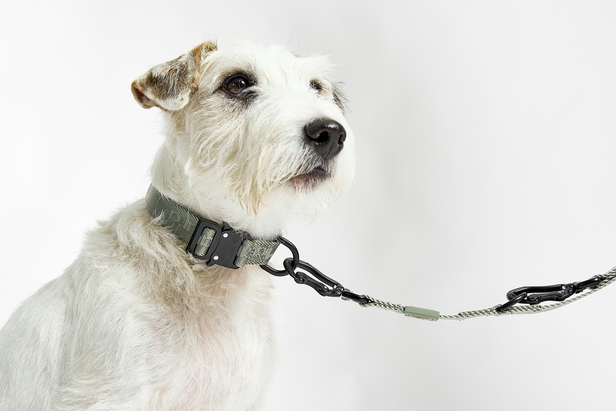 Adjustable premium dog collar for all breeds