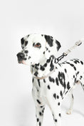 Load image into Gallery viewer, Luxurious Modena dog collar with aluminium buckle
