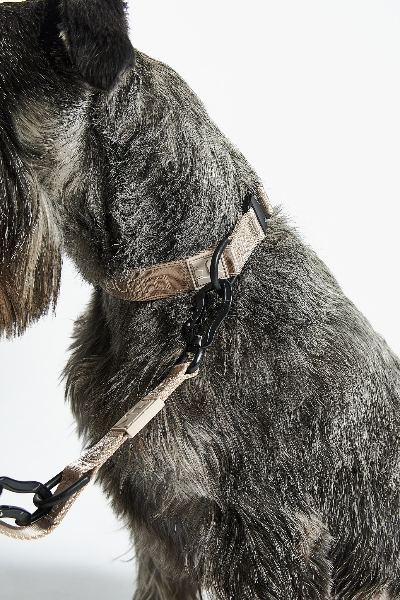 Modena: The ultimate premium dog collar experience