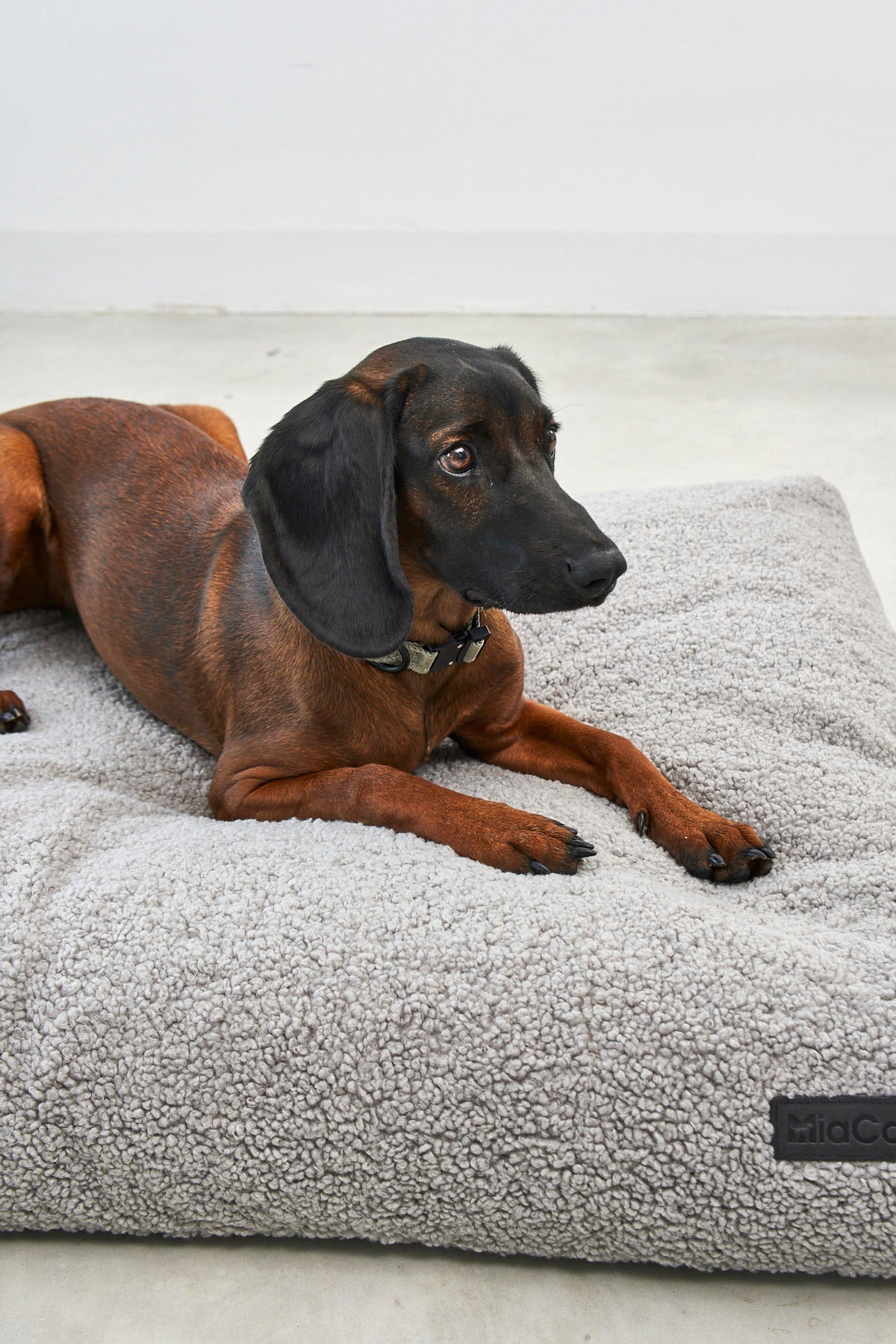 Soft and supportive dog bed cushion for ultimate comfort