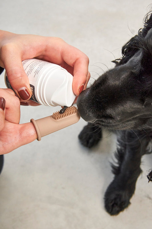 Dog enjoying healthy teeth thanks to Dente gel