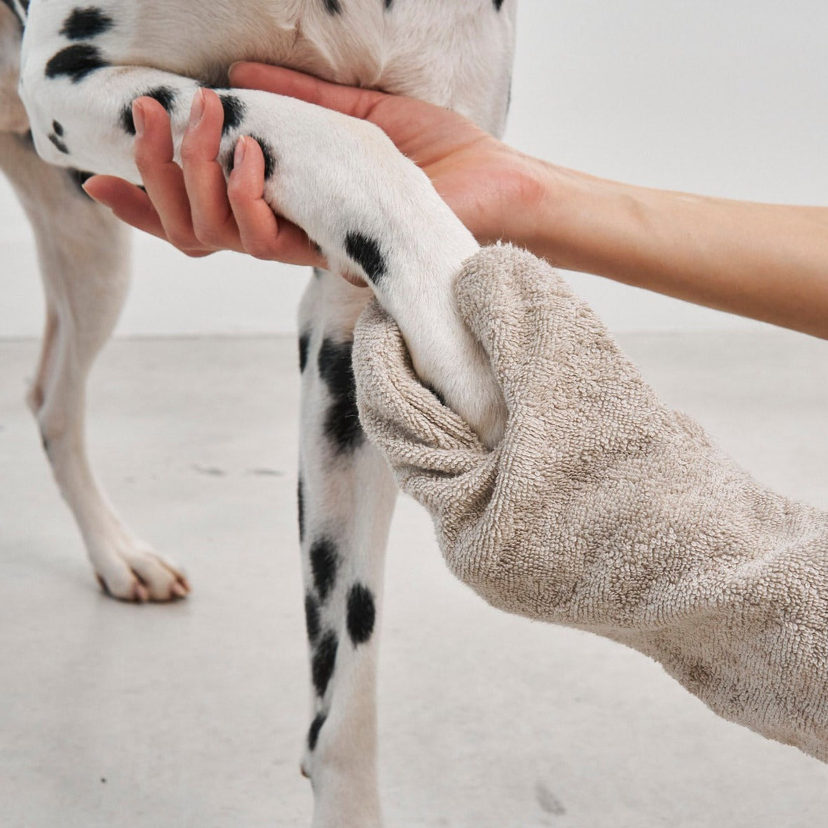 Dog drying glove in action - before and after