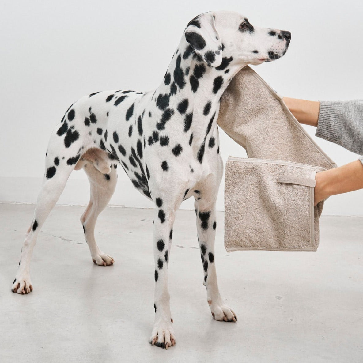 Absorbent dog towel for post-bath or rainy days
