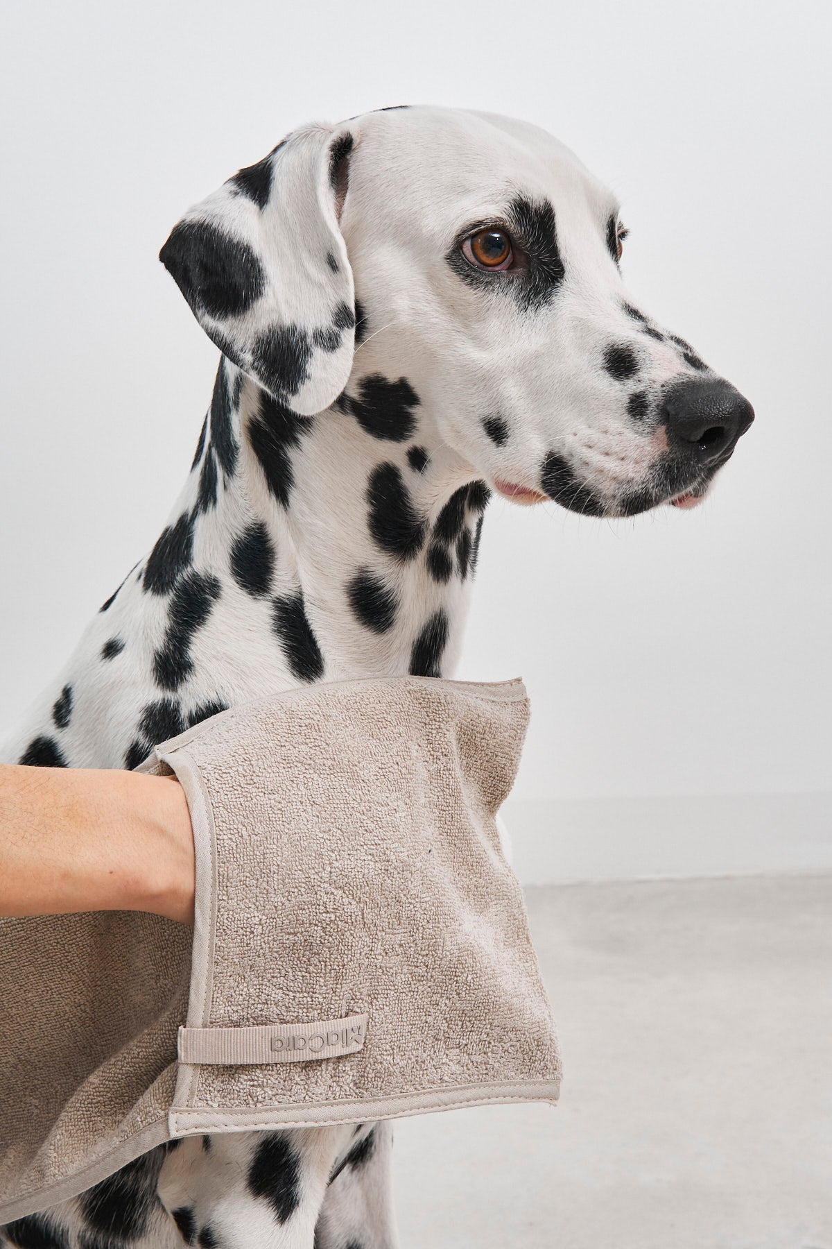 Eco-friendly dog dry towel made of organic materials