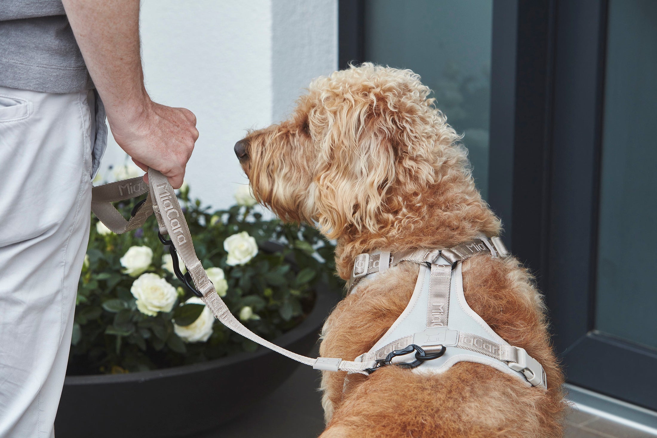 Enhance Your Walks with a Reliable Long Leash