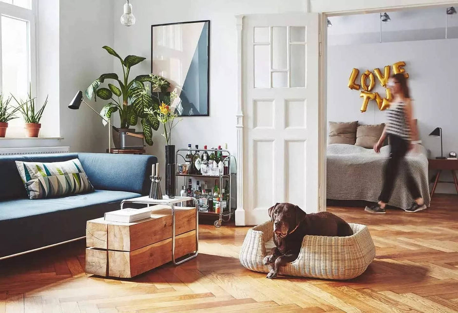 Canine Beds - A Stylish Sleep Haven