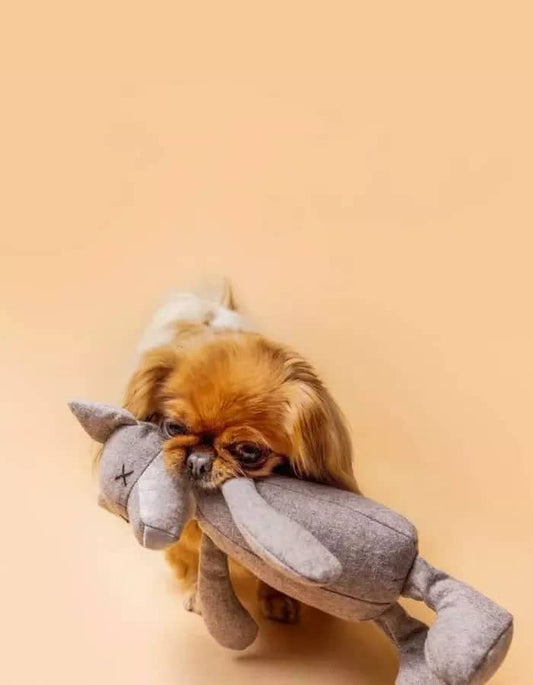 Dog playing with Luna Viktor Wolf Dog Toy