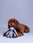 Load image into Gallery viewer, Dog happily playing with Rupert rabbit plush toy
