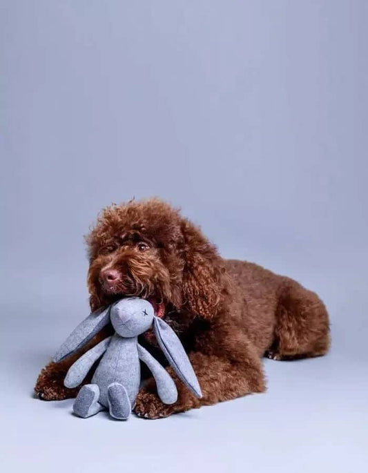 Dog happily playing with Rupert rabbit plush toy