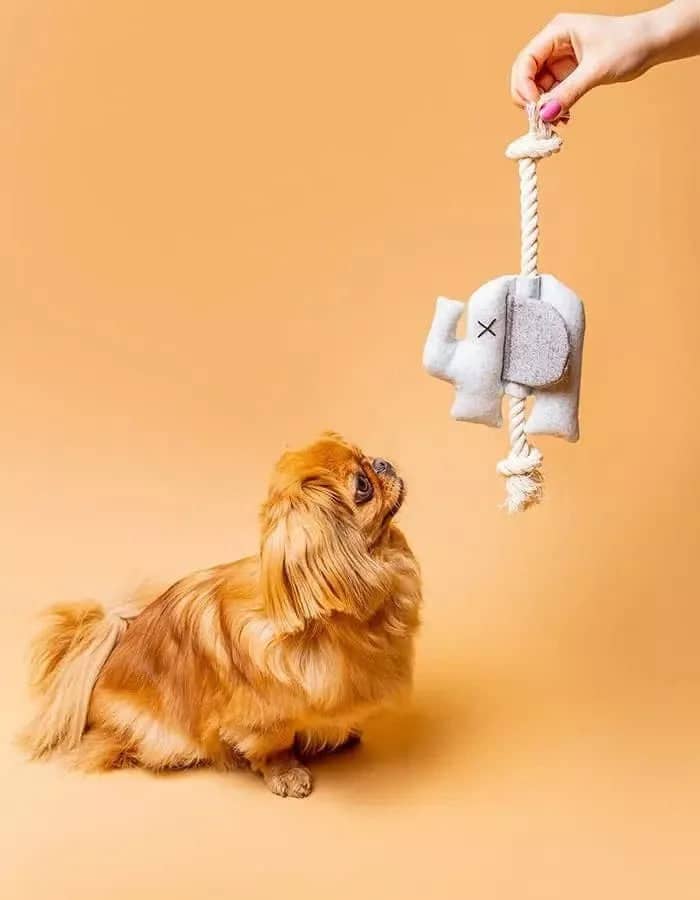 Washable and Durable: Emma the Elephant Puppy Toy
