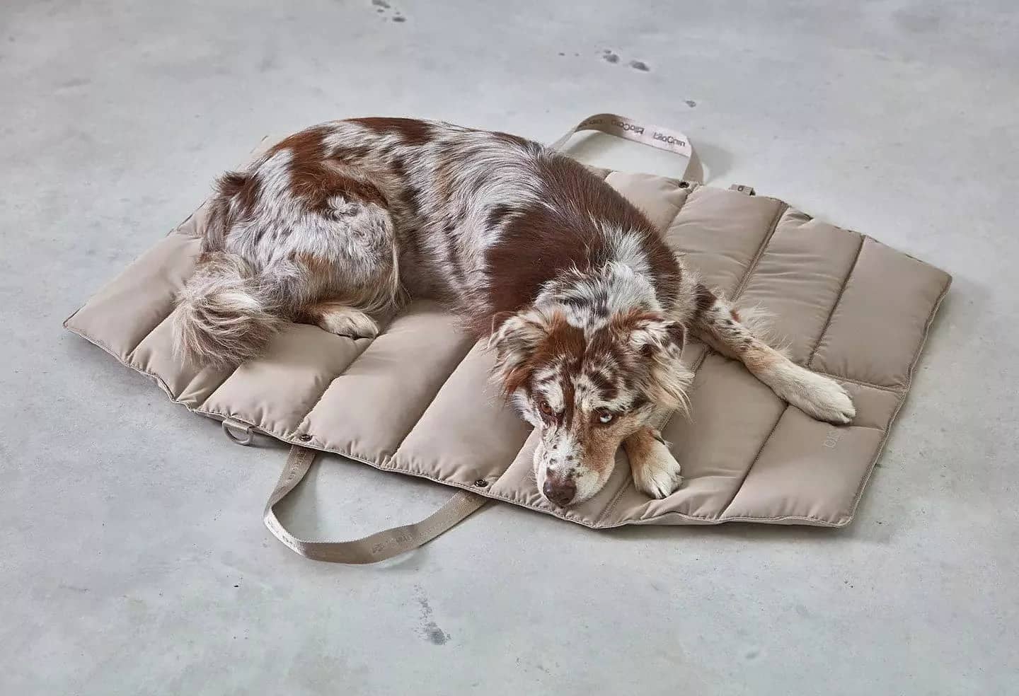 Lightweight dog bed, easy to carry and clean